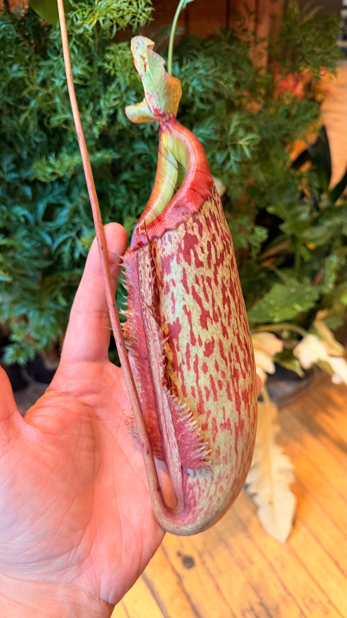8” Pitcher Plant