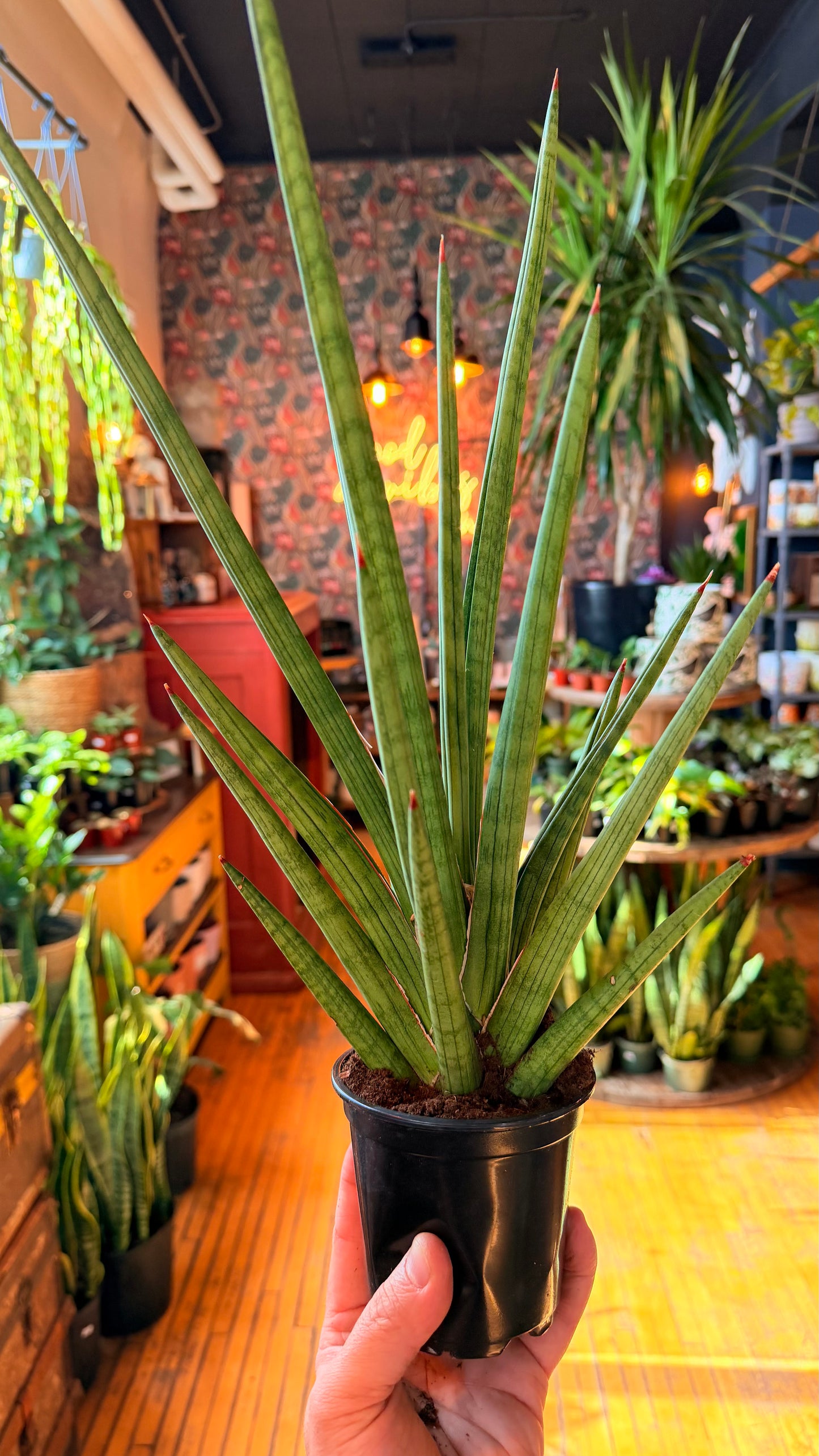 4” Bob Marley Snake Plant