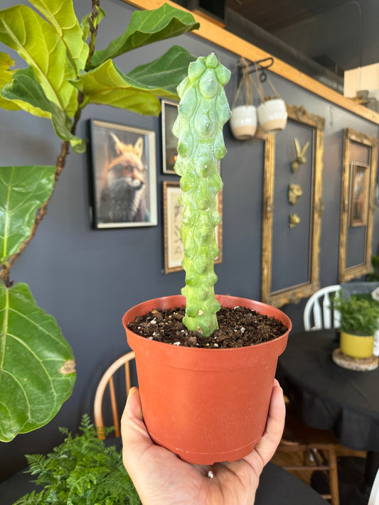 6” Myrtillocactus Geometrizans aka Boobie Cactus