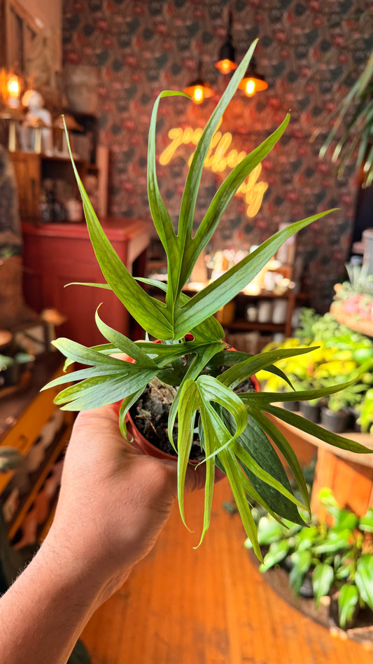 4” Amydrium Zippelianum