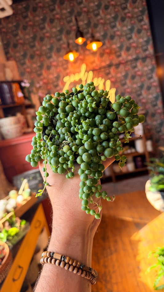 4” String of Pearls