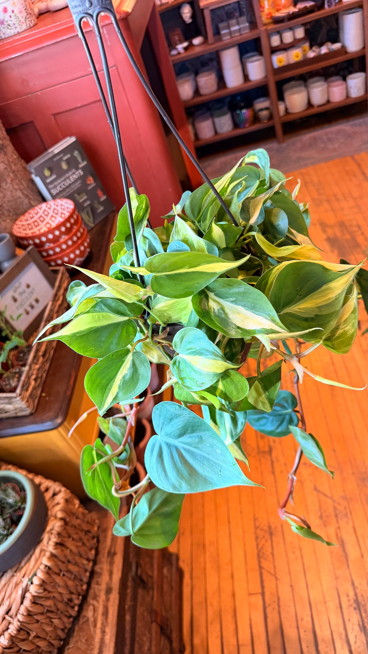 6” Brazil Philodendron