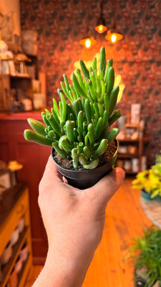 4” Crassula Horntree Jade Plant