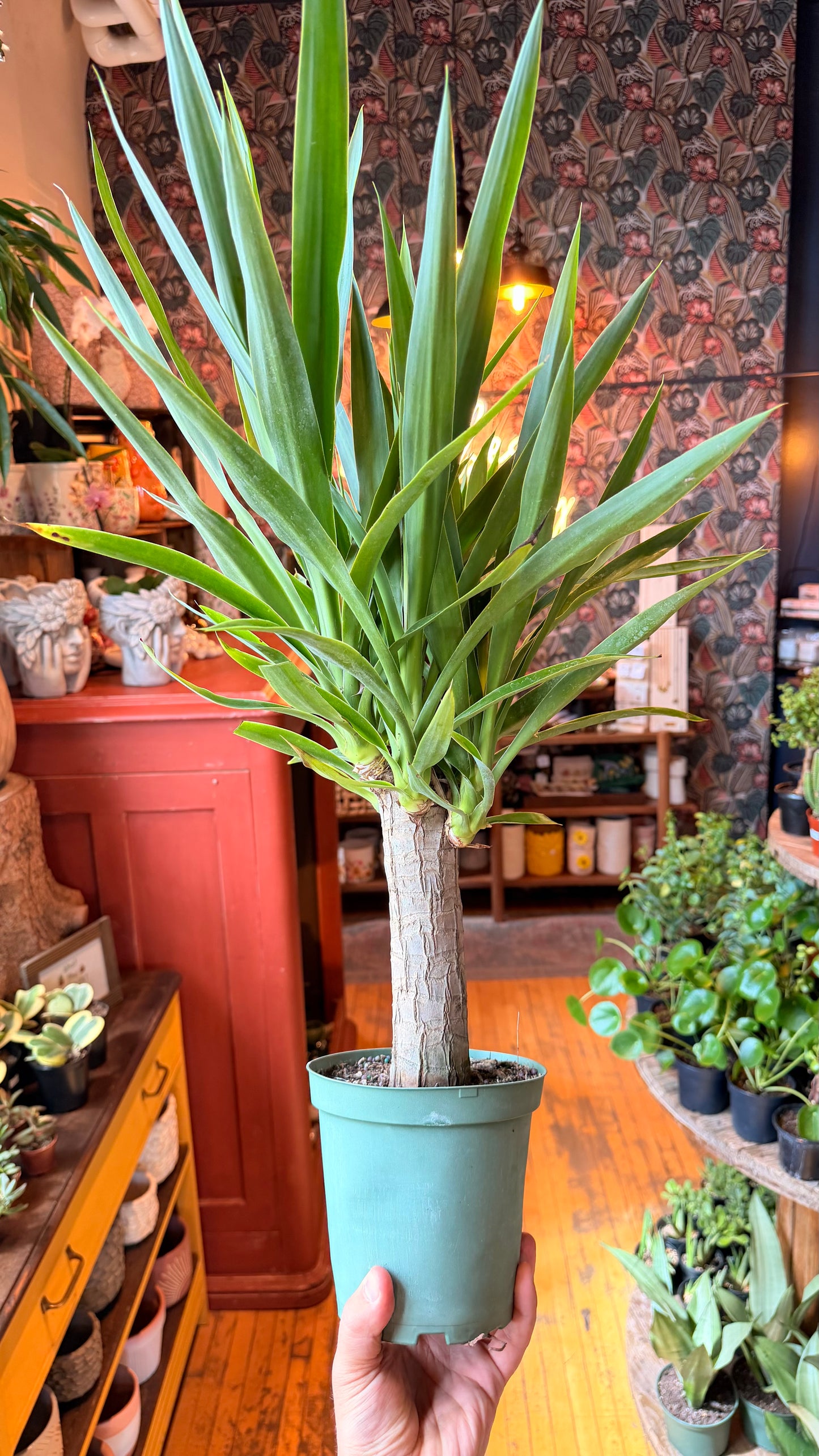 6” Yucca Cane XL