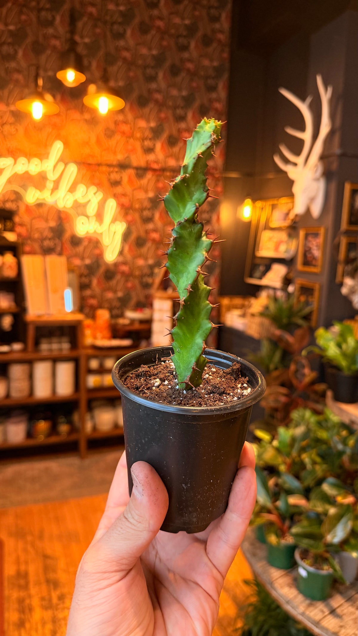 4” Euphorbia Tortirama
