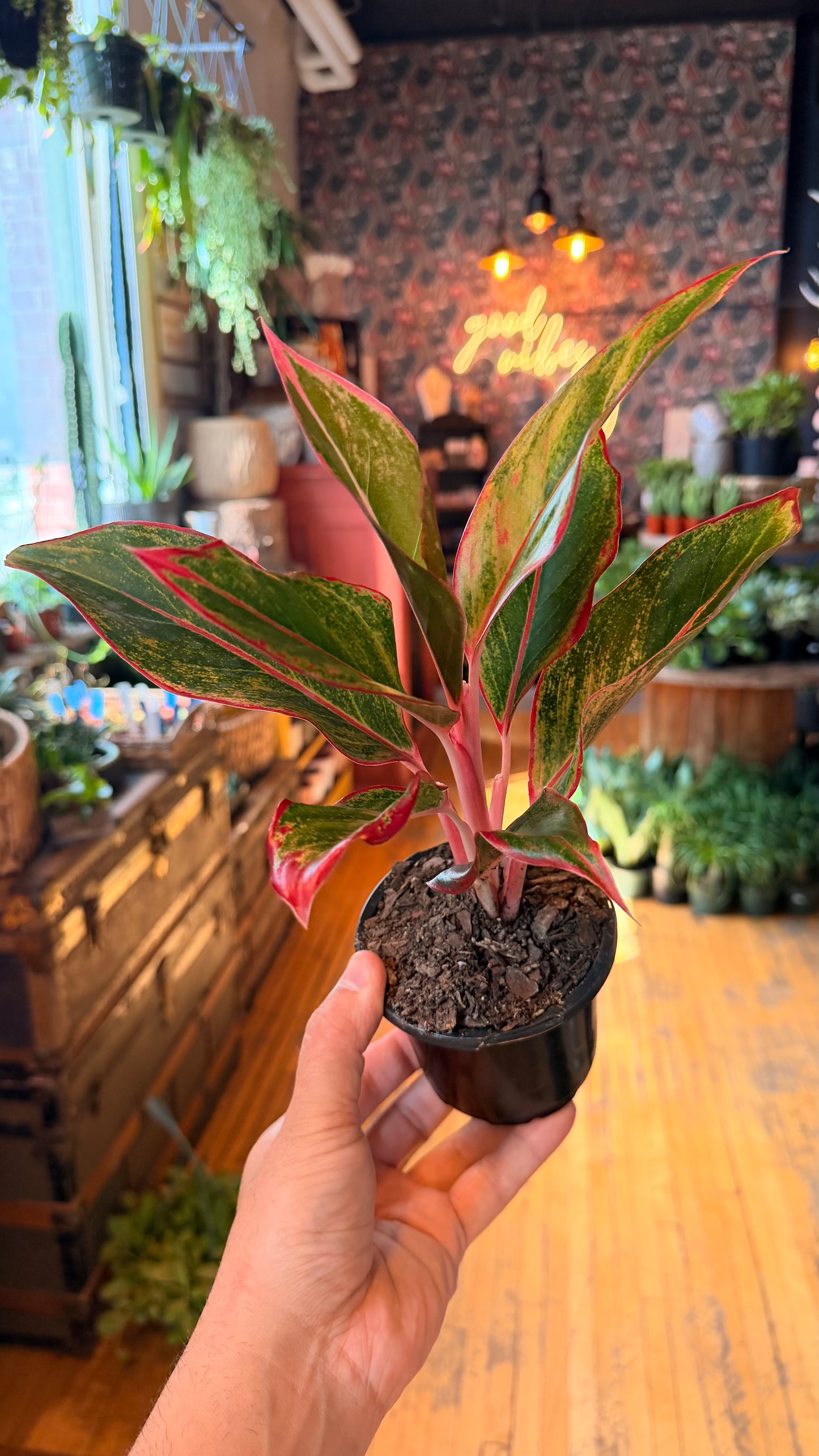 4” Red Siam Aglaonema