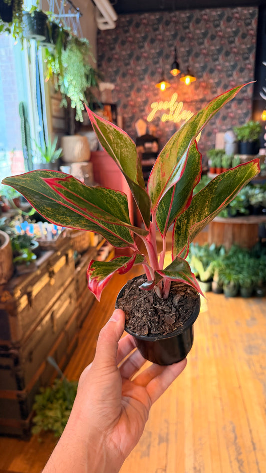 4” Red Siam Aglaonema