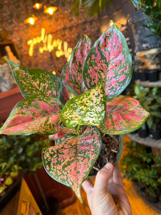 6” Red Dalmatian Aglaonema