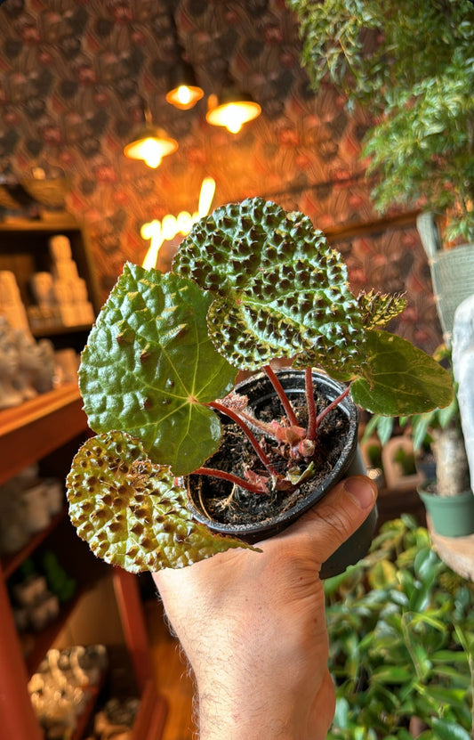 4” Begonia Ferox