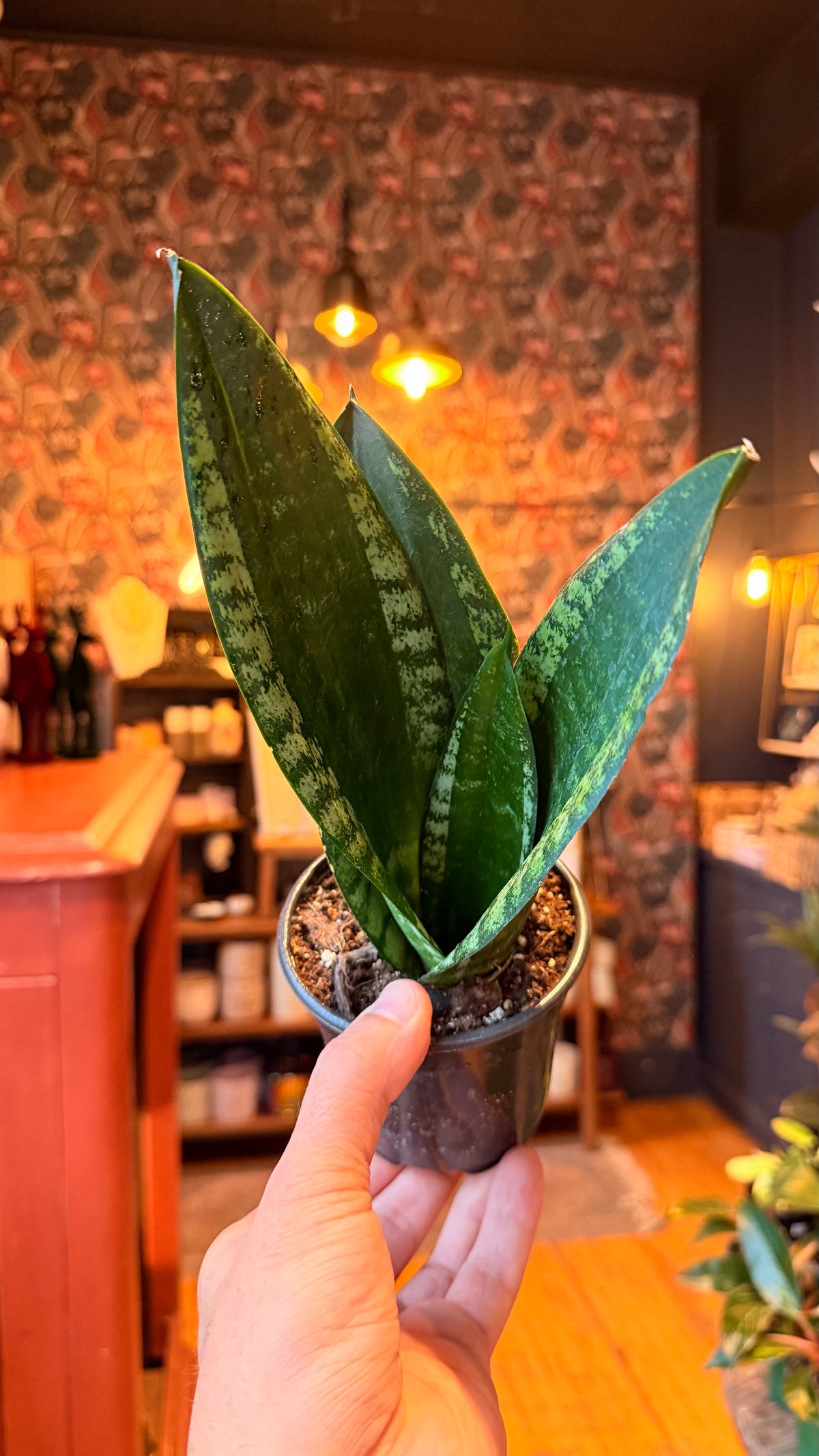 4” Whitney Snake Plant
