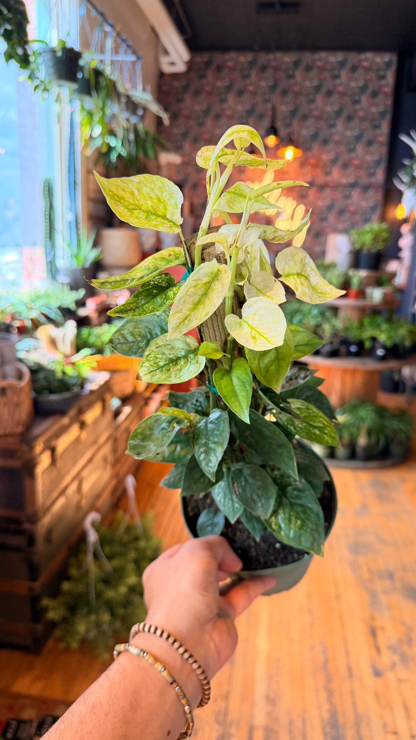 6” Cebu Blue Ghost Pothos Totem