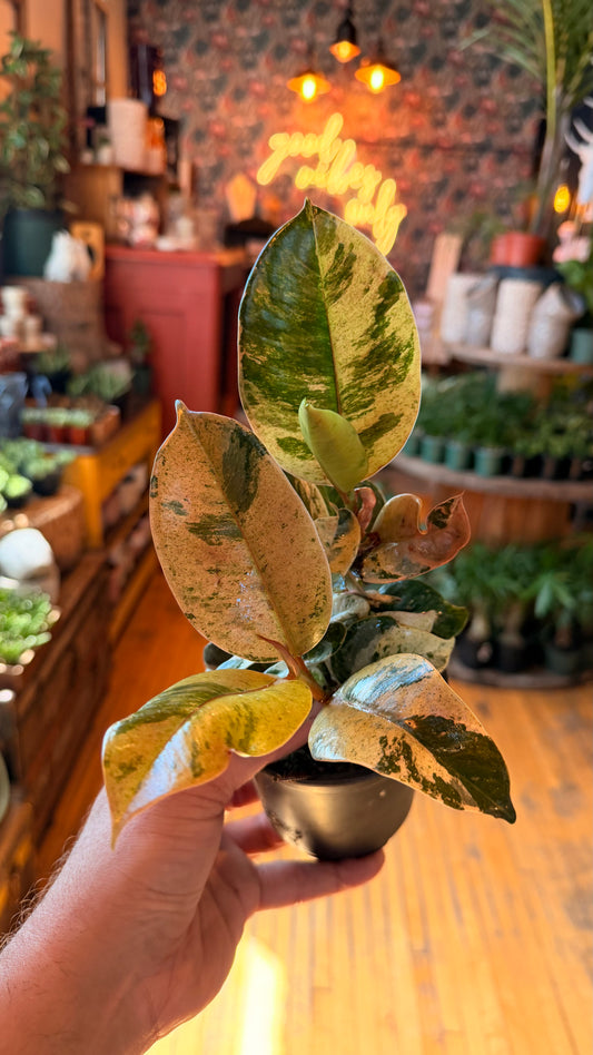 4” Shivereana Moonlight Rubber Plant