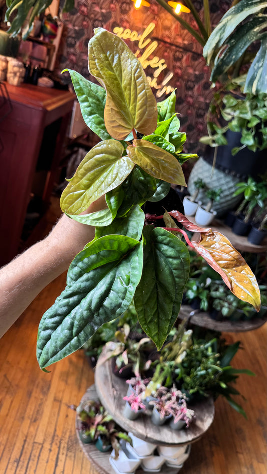 4” Anthruium Luxurians X Radicans