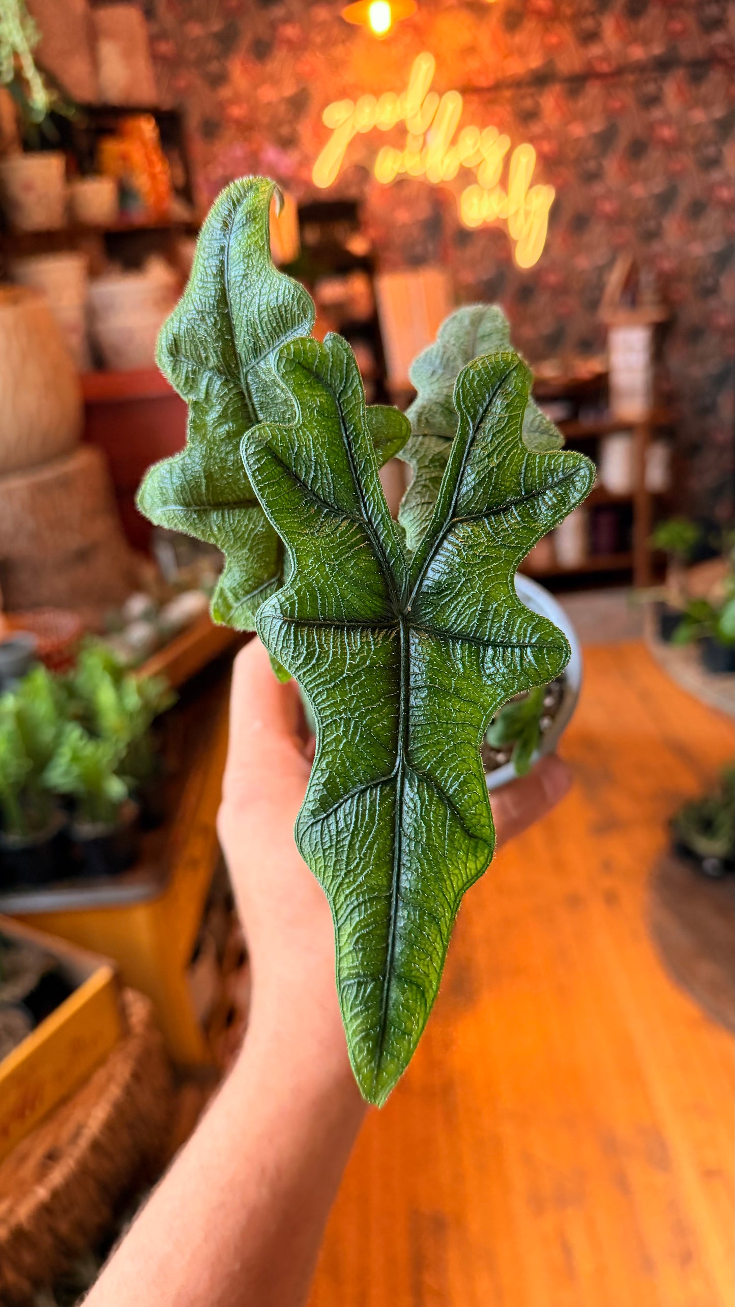 4” Alocasia Jacklyn