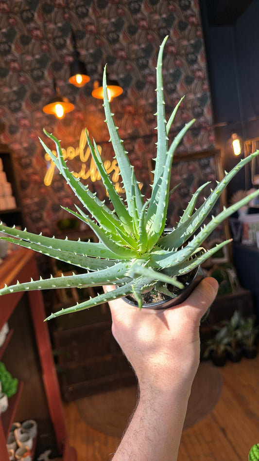 4” Aloe Mohawk