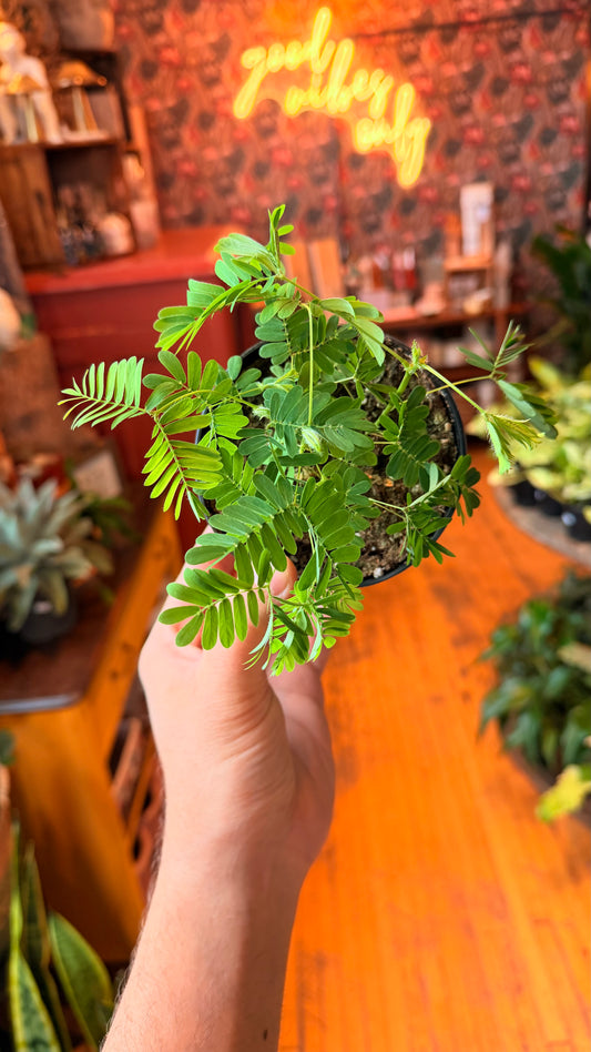 4” Sensitive Plant Aka Mimosa
