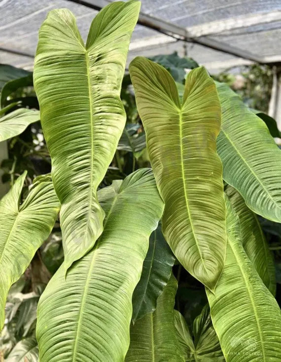 4” Philodendron Sharoniae