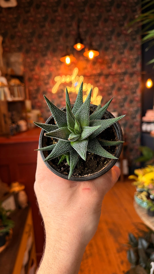 4” Haworthia ‘Thousand Stars’