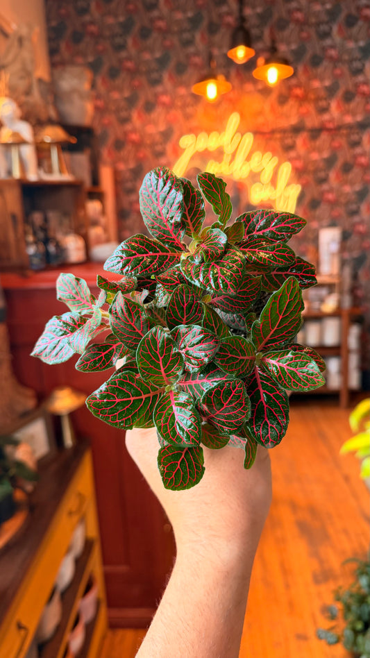 4” Red Flame Nerve Plant