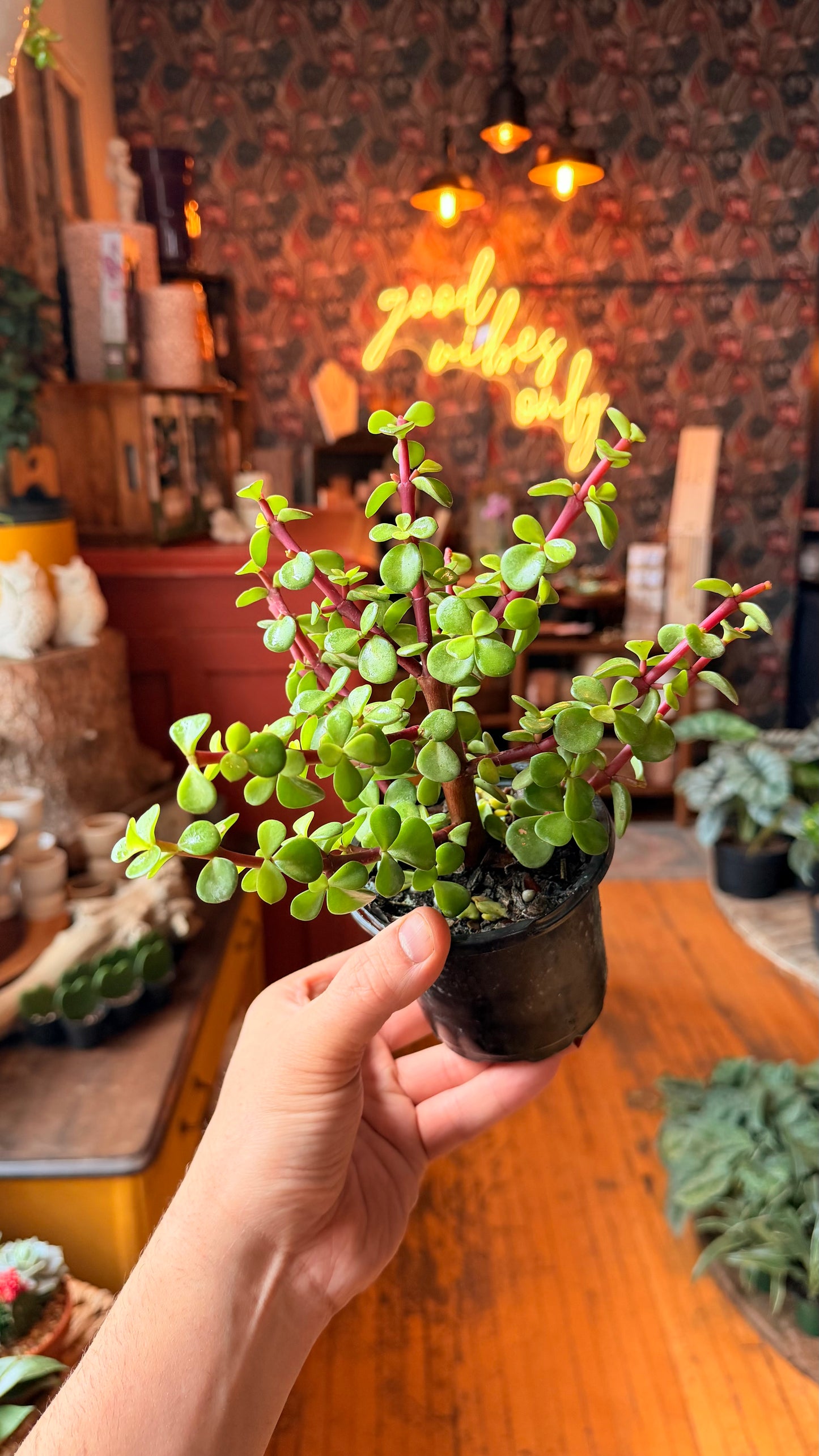 4” Elephant Bush Jade Bonsai