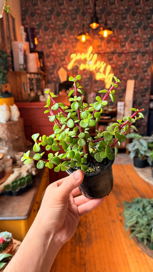 4” Elephant Bush Jade Bonsai
