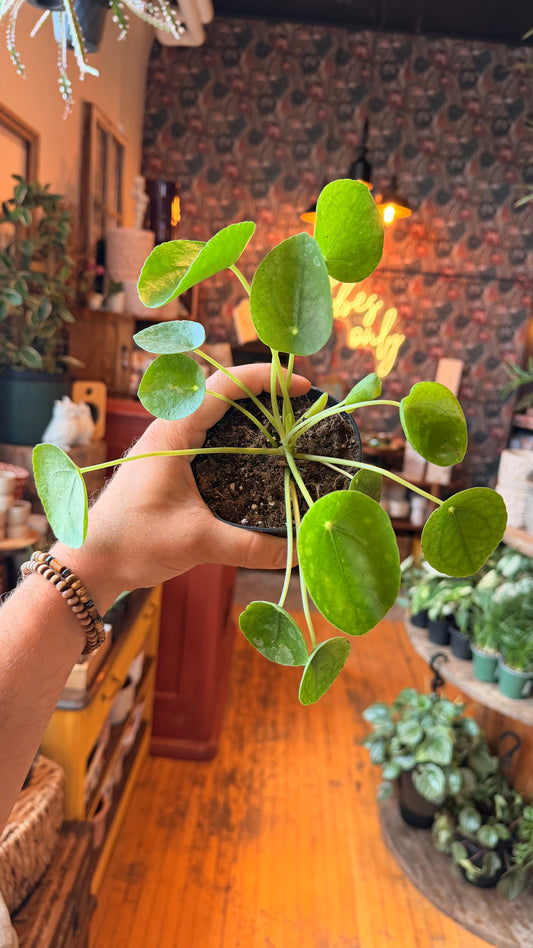 4” Pilea Peperomioides aka Chinese Money Plant