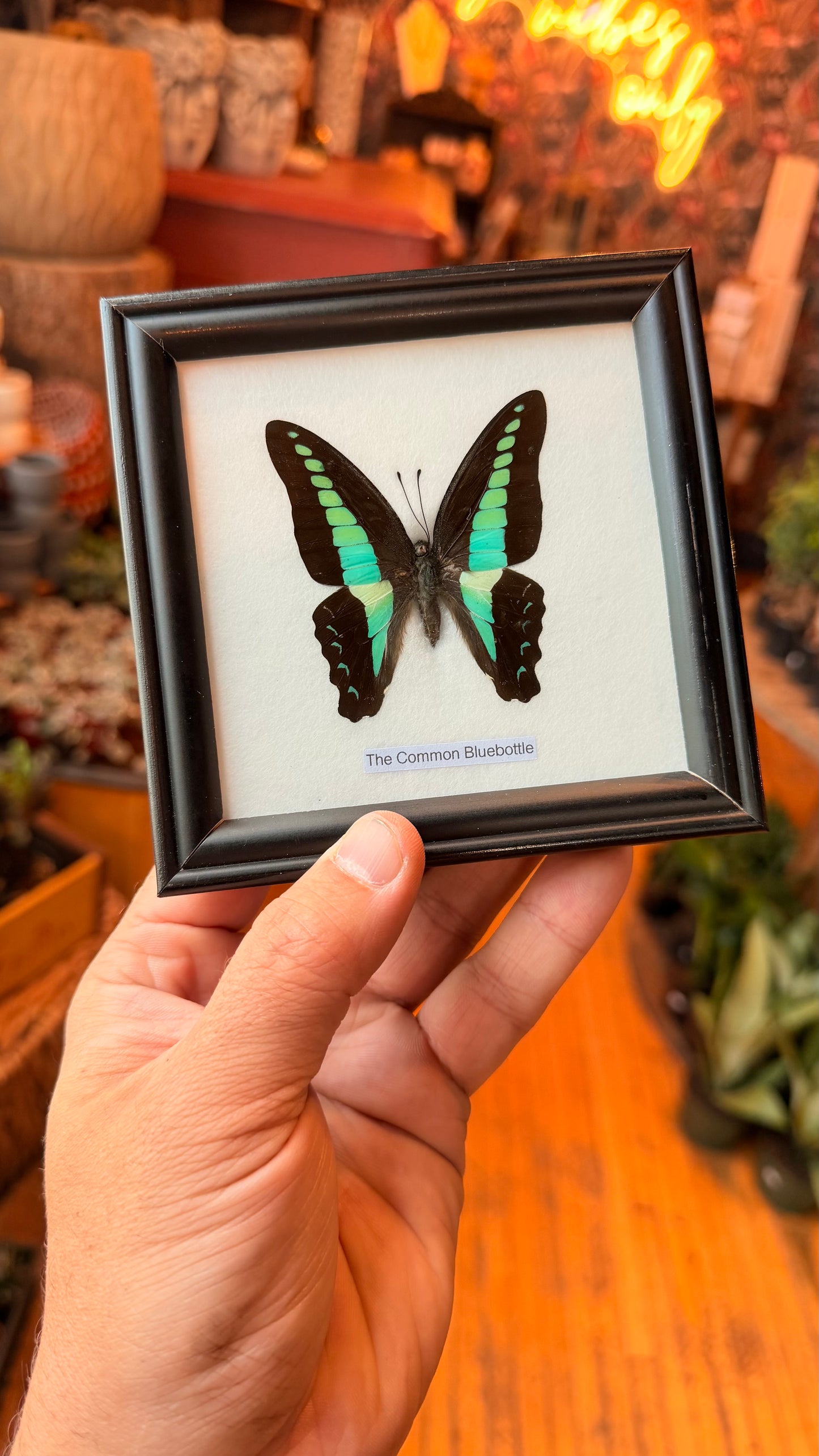 1 Piece Butterfly Assorted