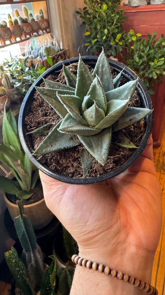 4” Haworthia Savannah