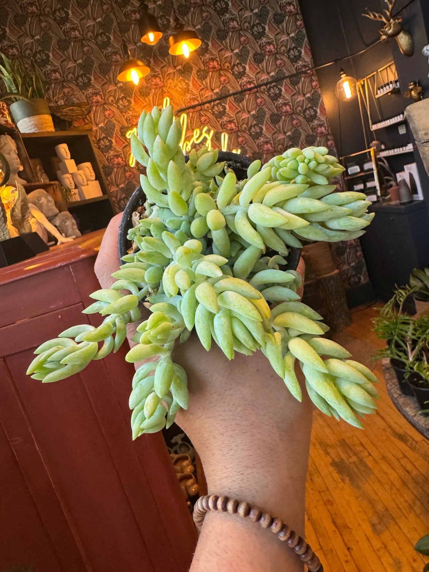 4” Burrows Tail ‘Long Lea Succulent