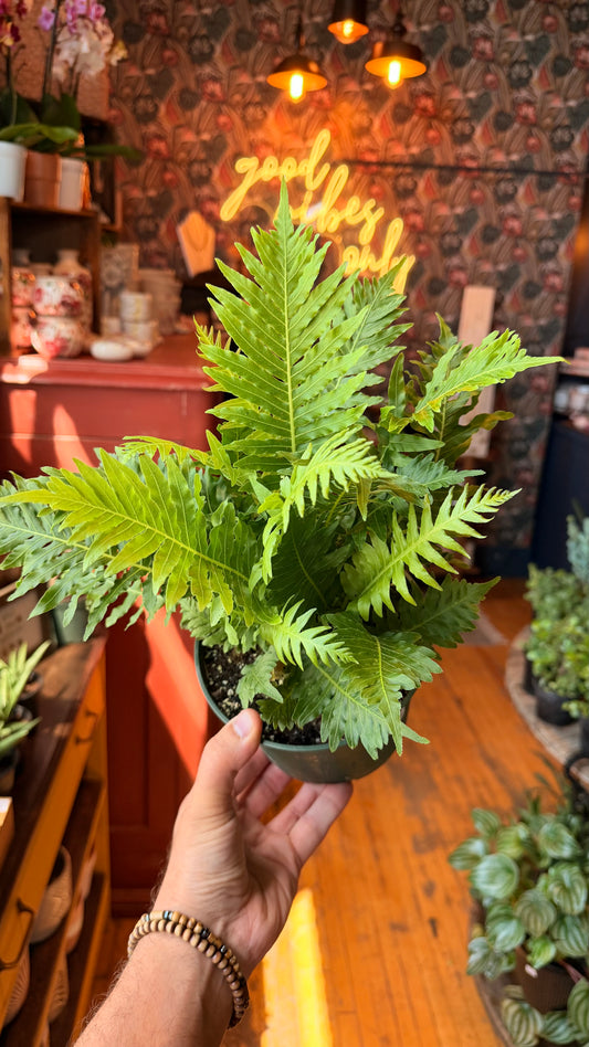 6” Silver Lady Fern