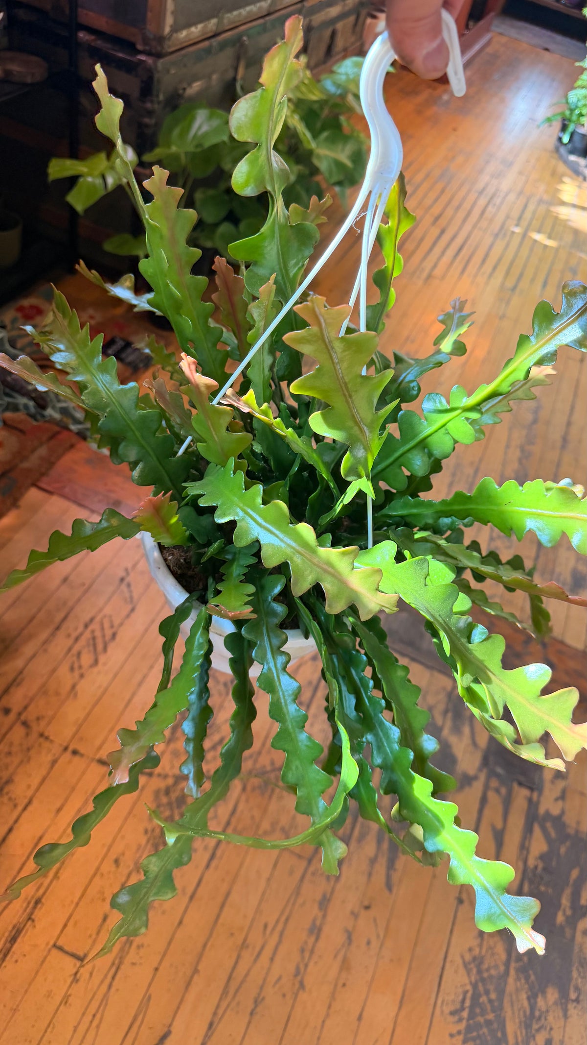 8” Rik Rak Cactus