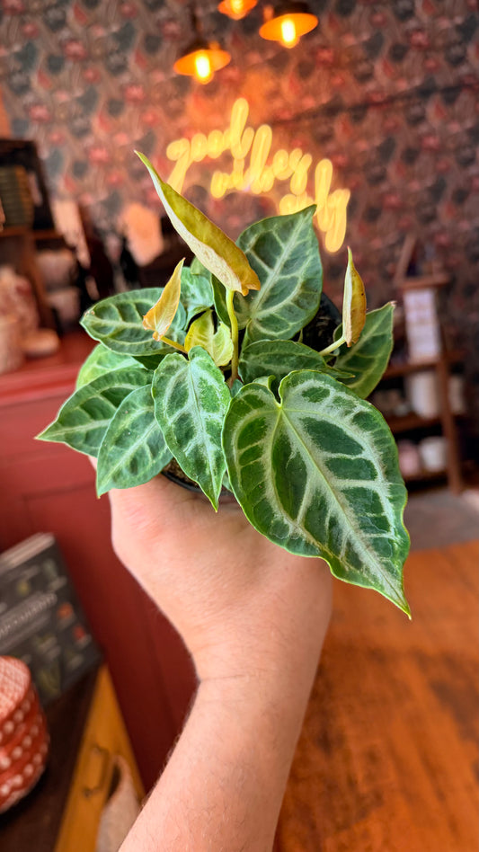 4” Anthurium Crystal