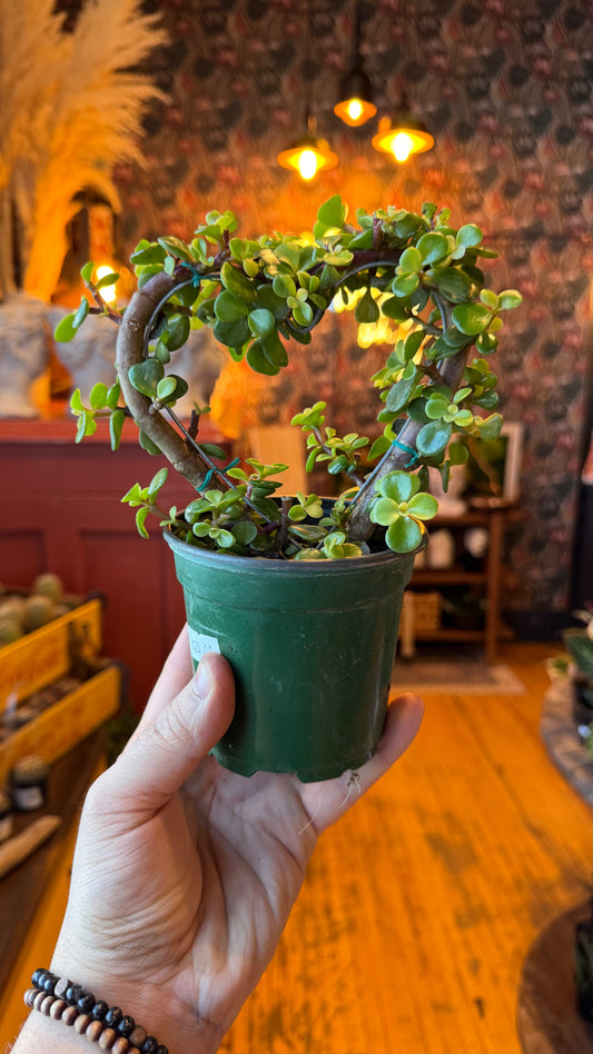 4” Jade Heart Bonsai