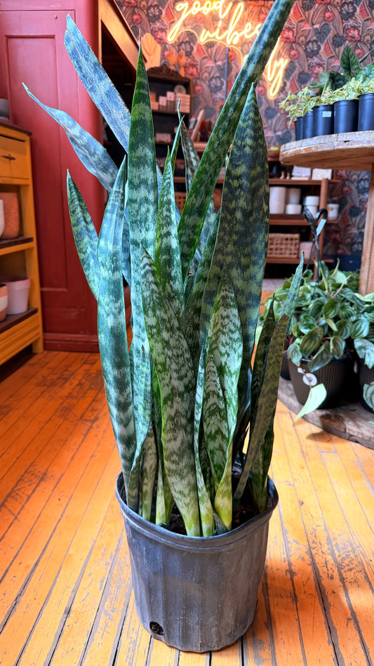 10” Black Coral Snake Plant