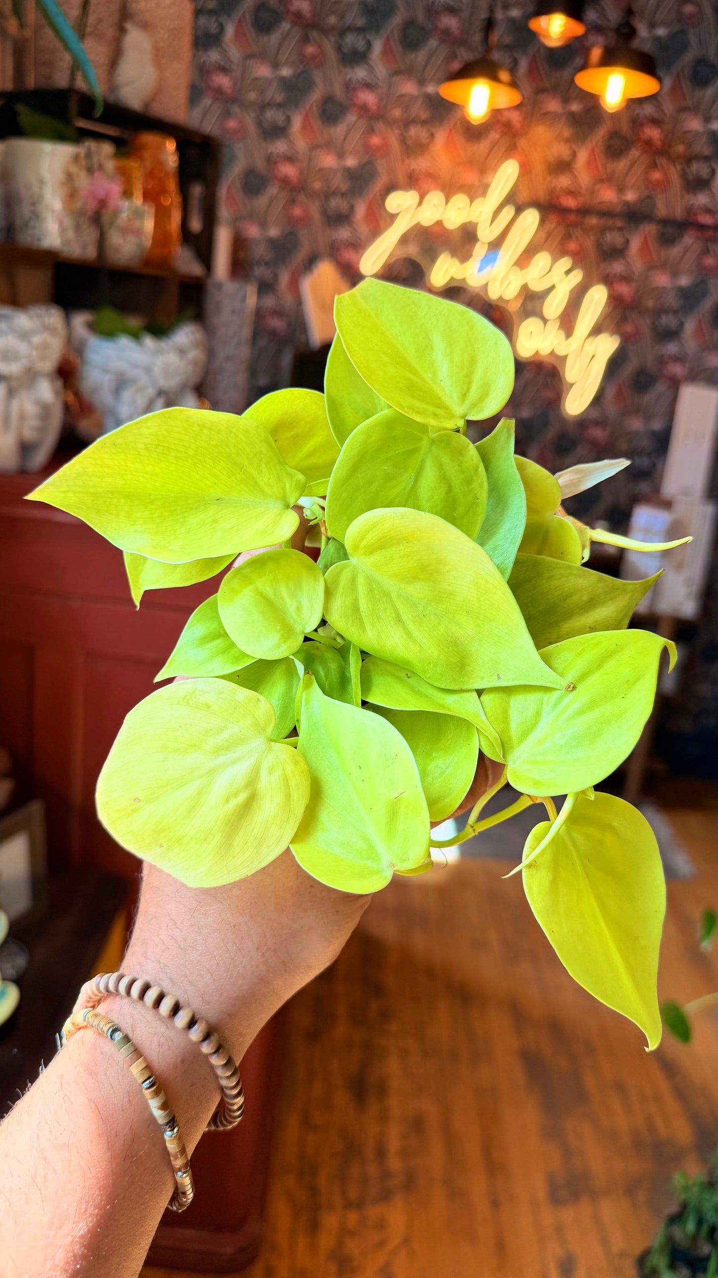4” Lemon Lime Cordatum Philodendron