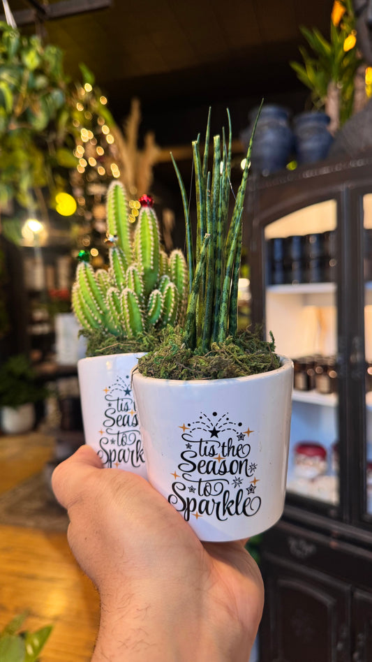 ‘Tis the Season’ Plant Combo