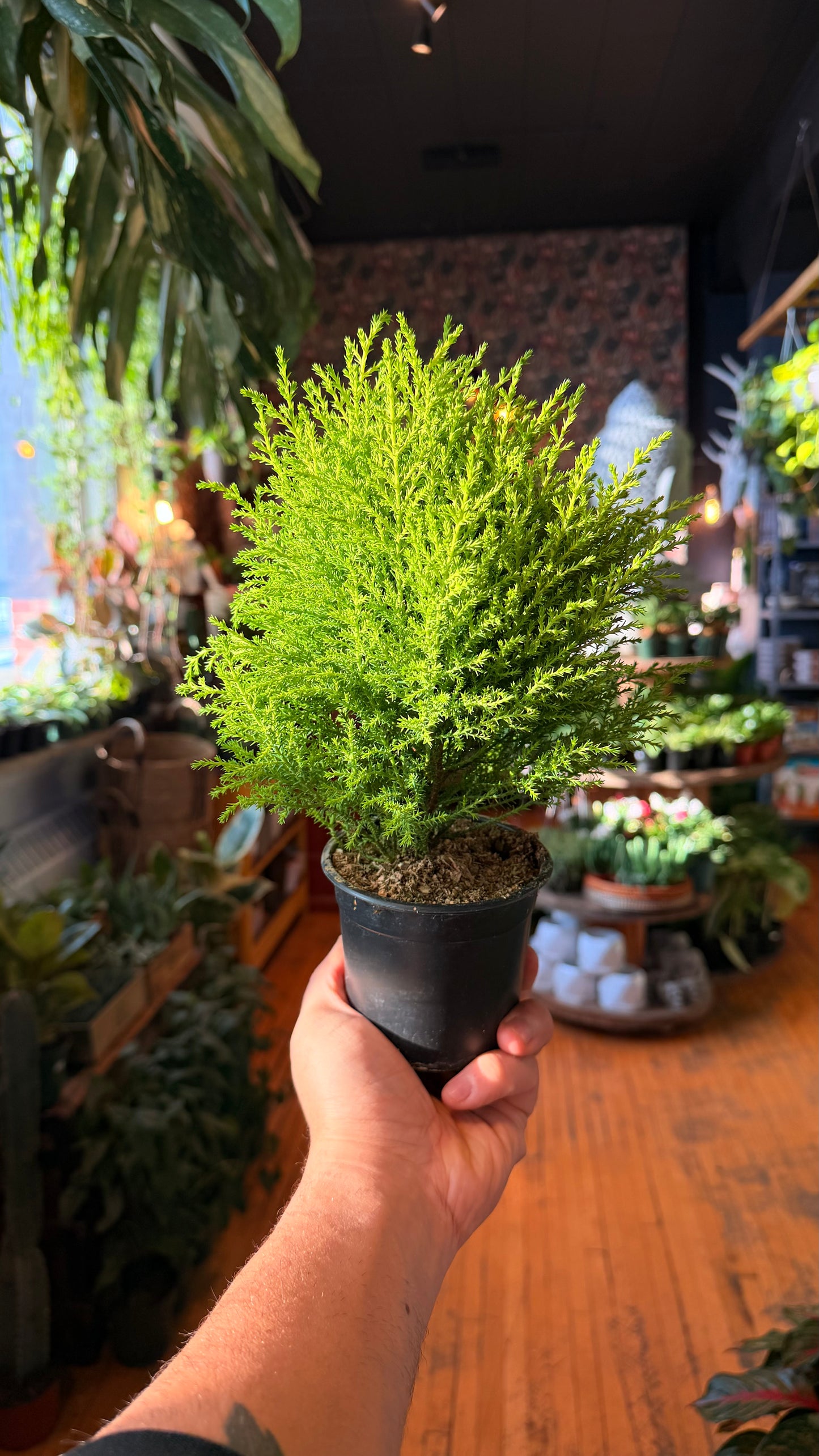 4” Lemon Cypress