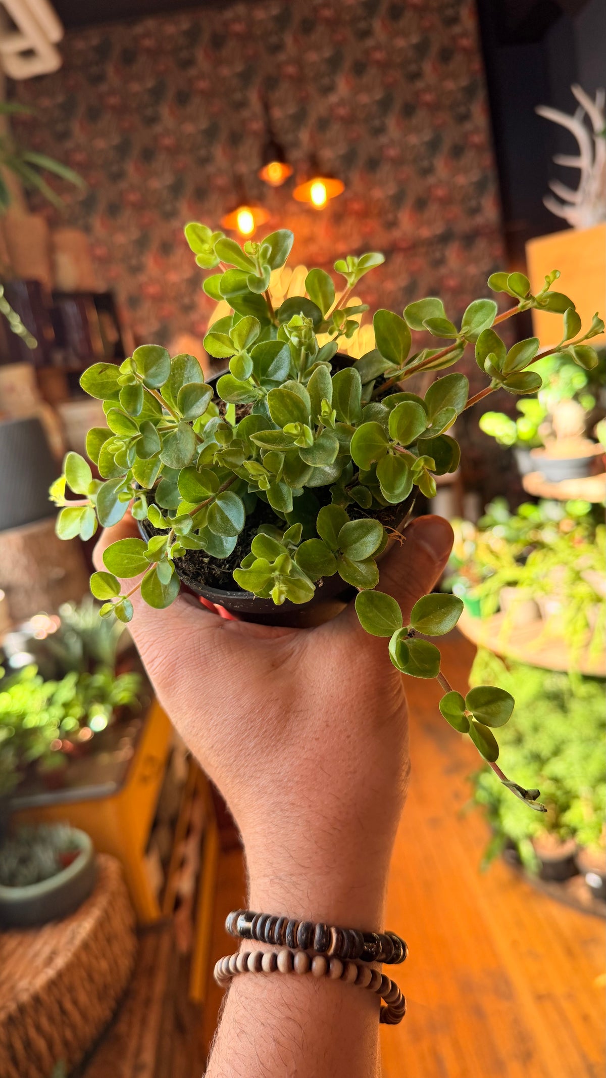 4” Peperomia Jitterbug
