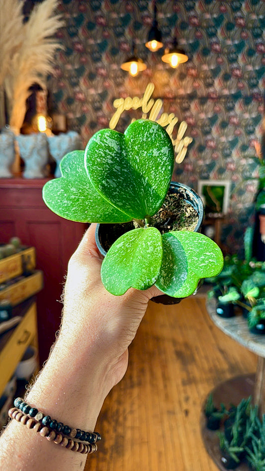 4” Kerrii Splash Hoya