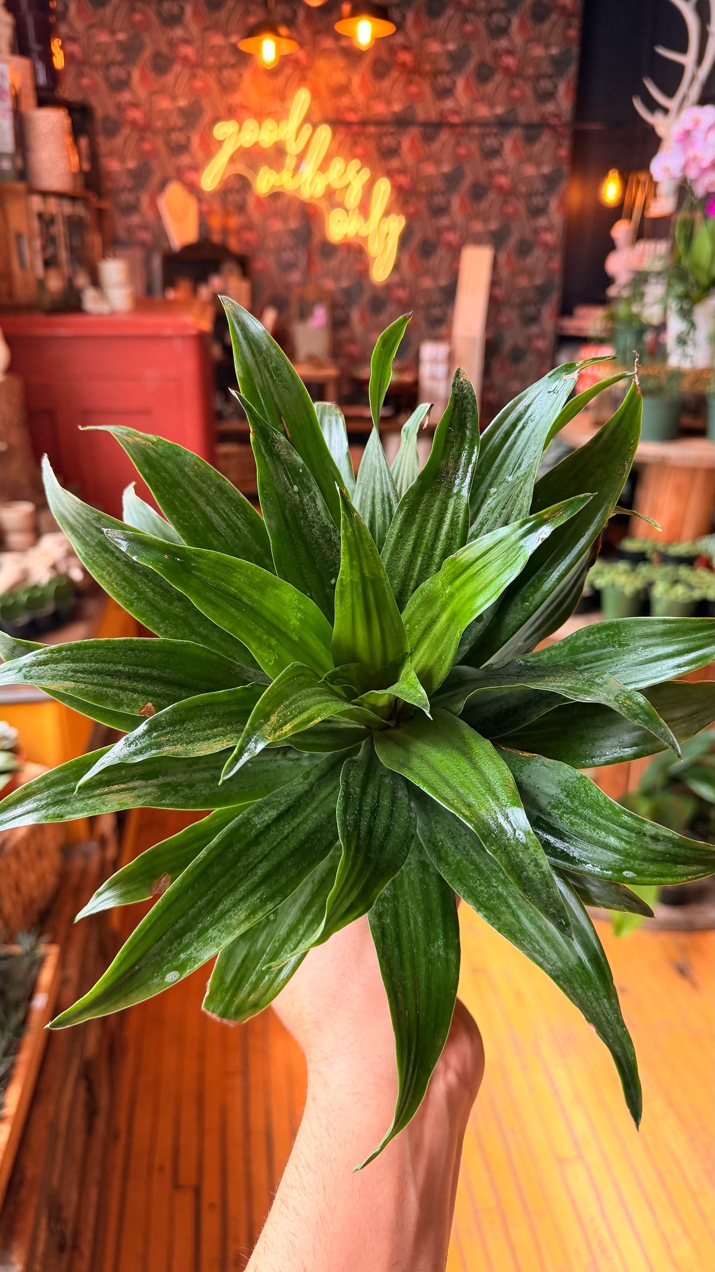6” Janet Craig Compacta Dracaena