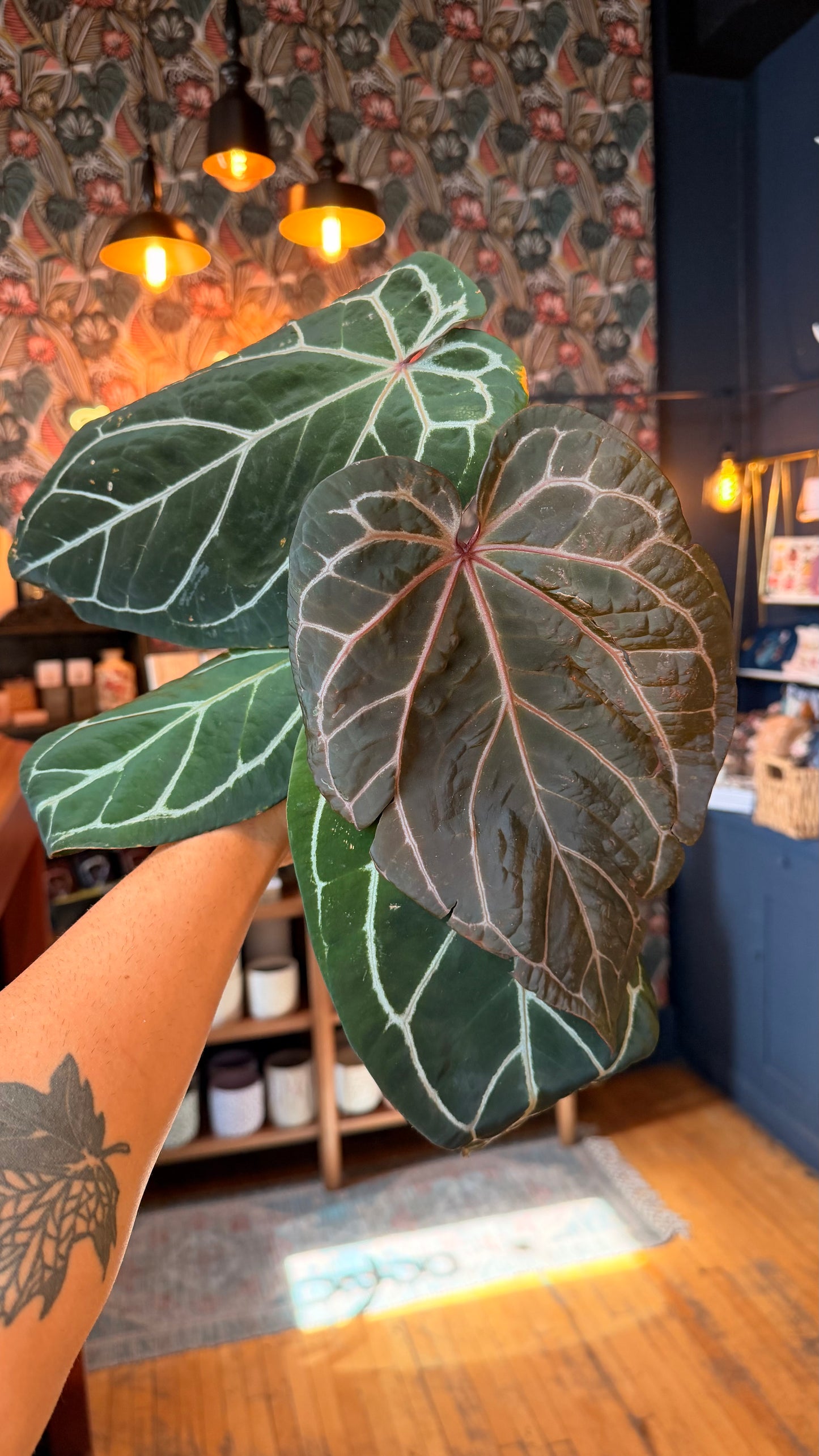 5” Tim Anderson Anthurium