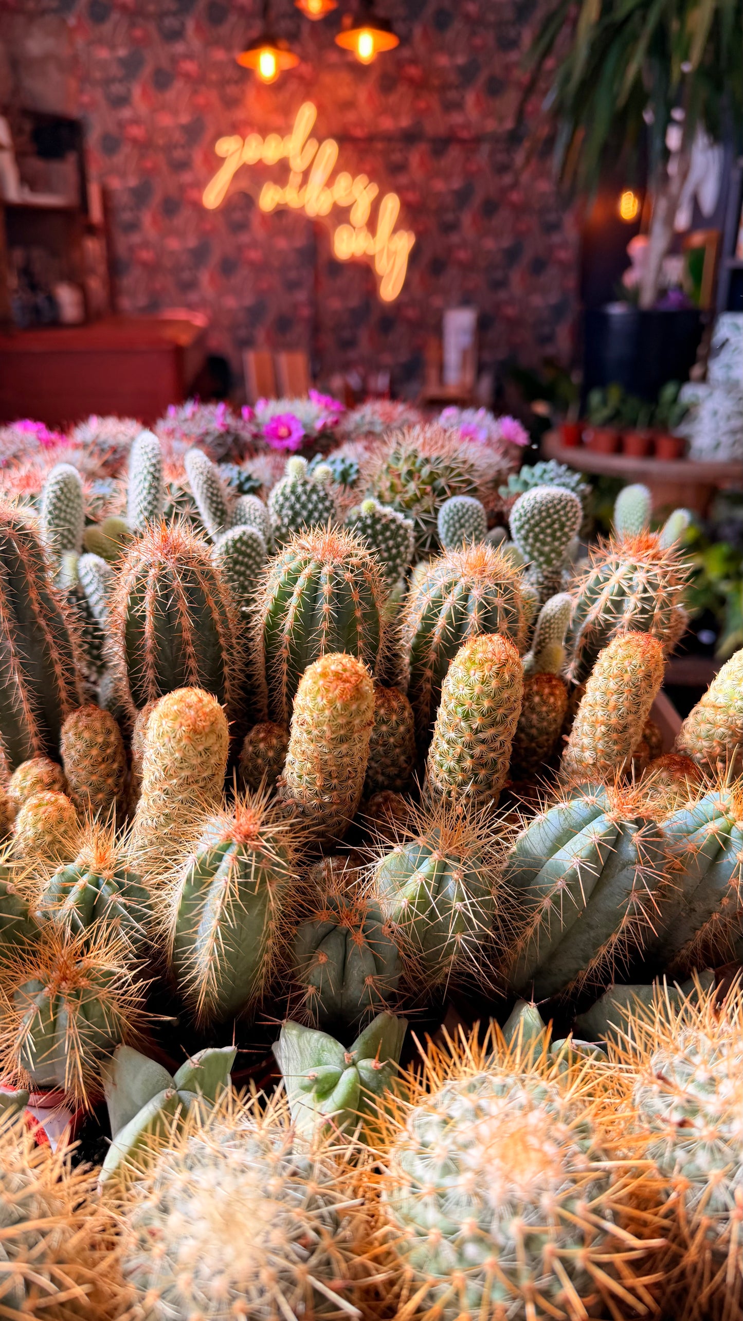 1.5” Mini Cacti Assorted