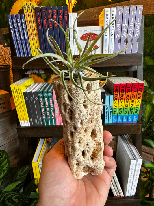 Chilli Wood Large - Airplant Holder