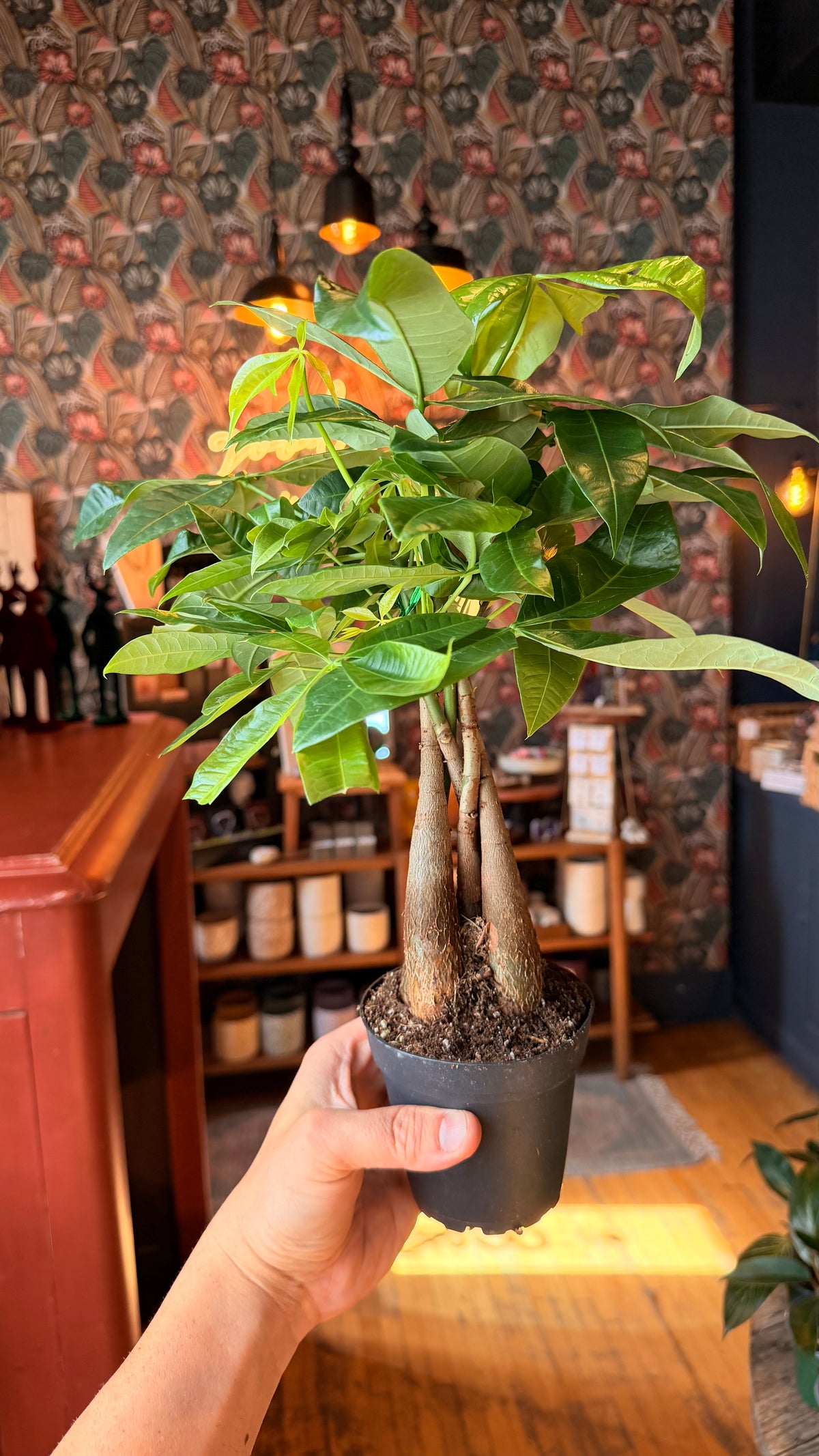 4” Money Tree
