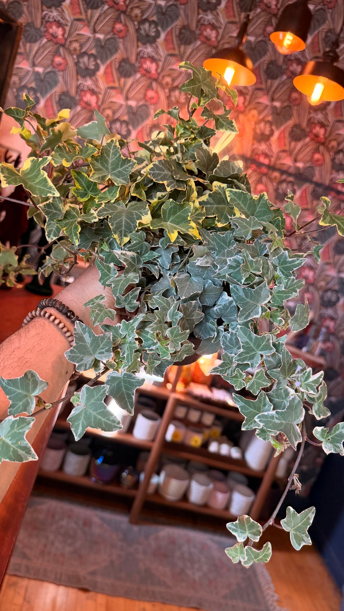 4” Assorted Ivy Plant