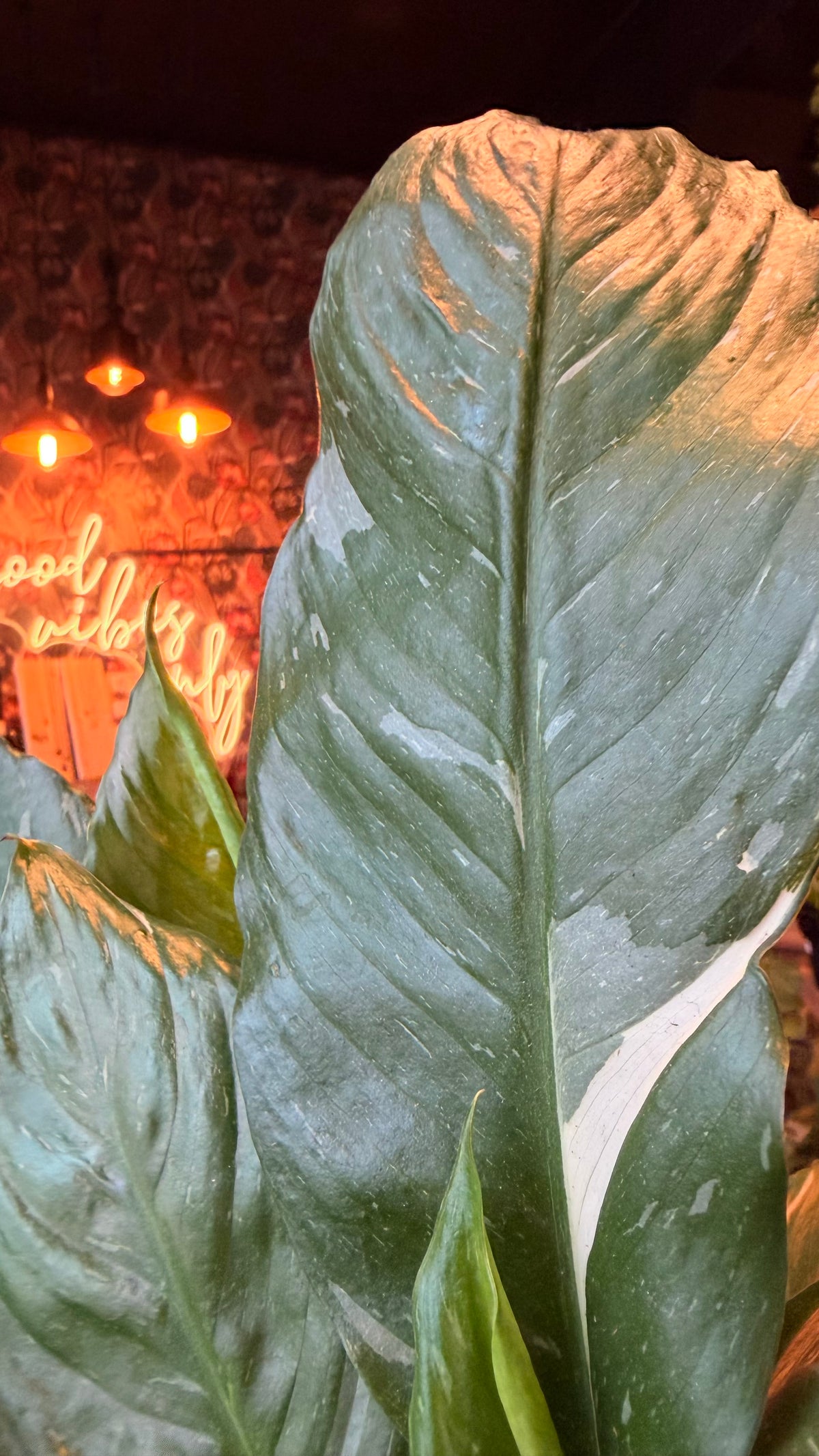 6” Domino Variegated Peace Lily