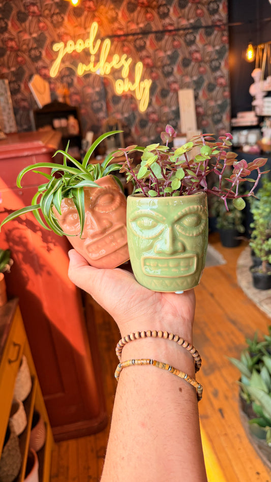 Tiki Tropicals Planter Combo