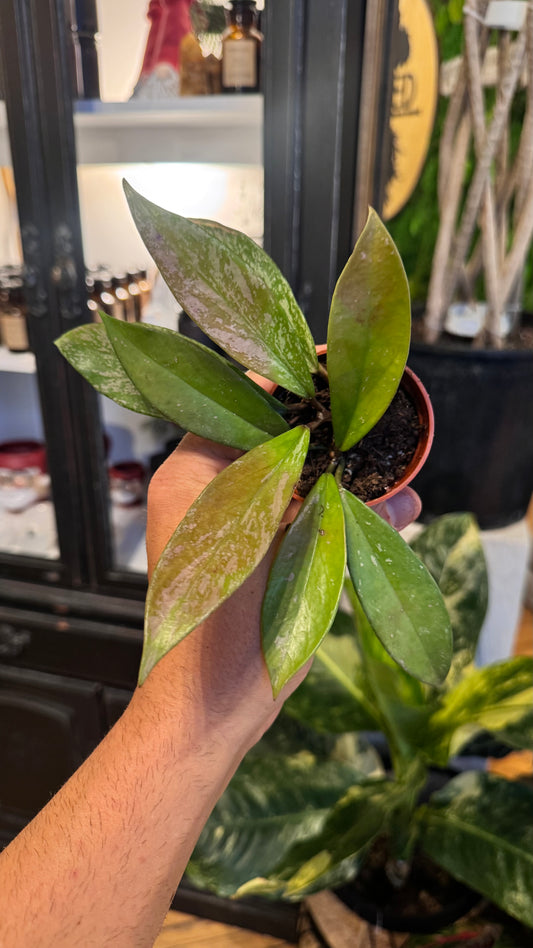 2.5” Publicalyx Carnosa Hoya