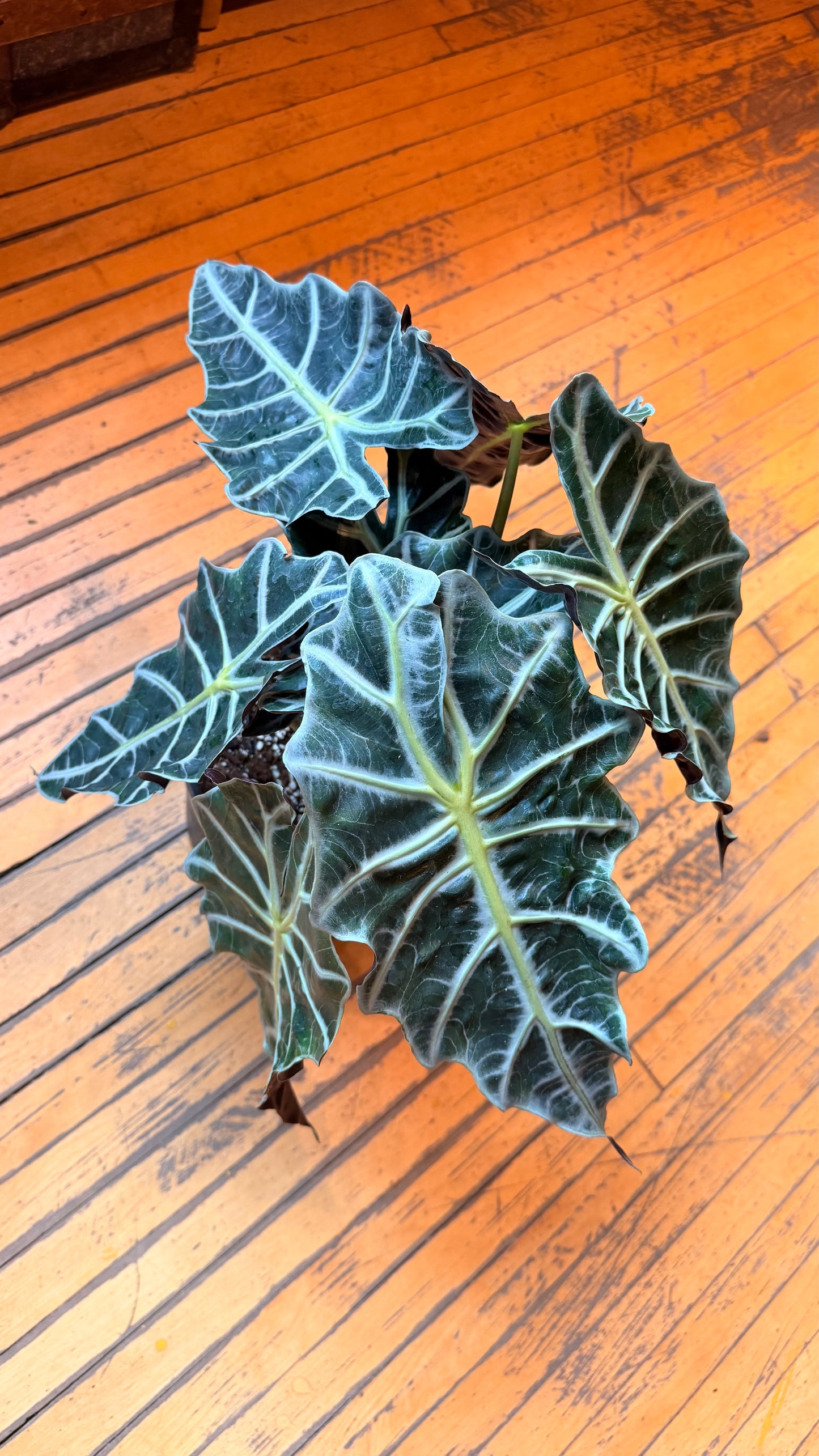10” Amazonica Polly Alocasia