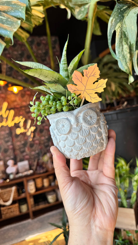 Otis the Owl Planter